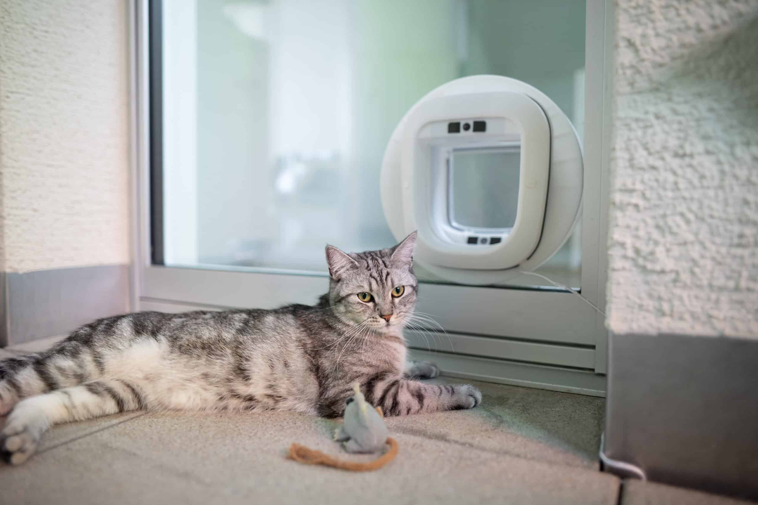 Katze vor Katzenklappe Maus jaht AI Produktfotografie Schweiz Zürich BeLighted
